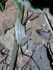 Acropteris ciniferaria