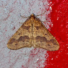 Erannis defoliaria