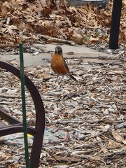 Turdus migratorius