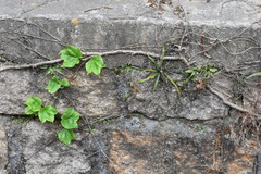 Asplenium ruprechtii