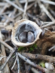 Cyathus olla