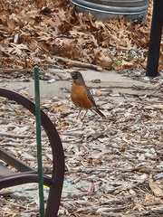 Turdus migratorius