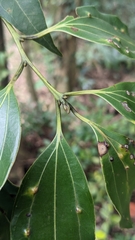 Cinnamomum