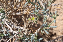 Gymnocarpos decander