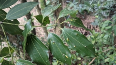 Cinnamomum