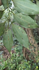 Cinnamomum