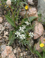Leontopodium ochroleucum