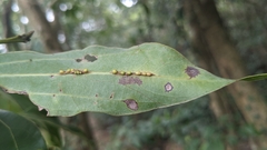 Cinnamomum