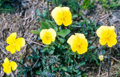Viola lutea