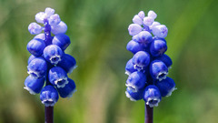 Muscari