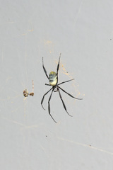 Trichonephila fenestrata