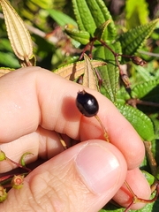 Miconia crotonifolia