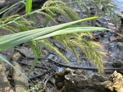 Echinochloa walteri