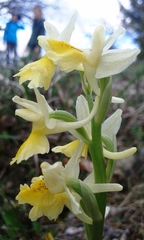 Orchis pauciflora