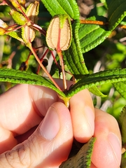 Miconia crotonifolia