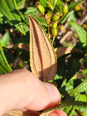 Miconia crotonifolia