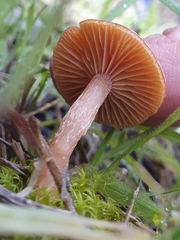 Tubaria romagnesiana