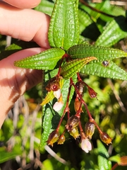 Miconia crotonifolia