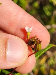 Miconia crotonifolia
