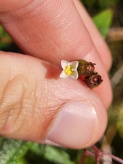 Miconia crotonifolia