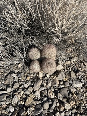 Escobaria chlorantha