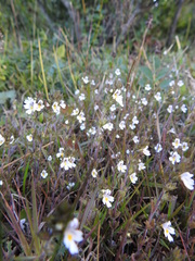 Euphrasia officinalis