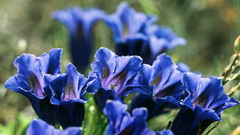 Gentiana acaulis