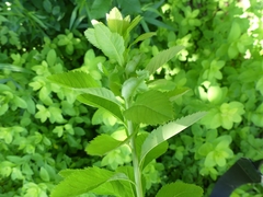 Dasineura salicifoliae
