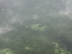 Micropterus floridanus