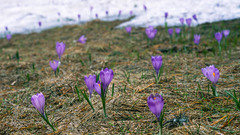 Crocus heuffelianus