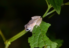 Raorchestes blandus