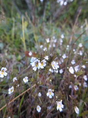 Euphrasia officinalis