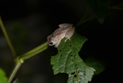 Raorchestes blandus