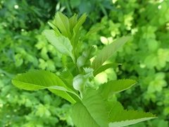 Dasineura salicifoliae