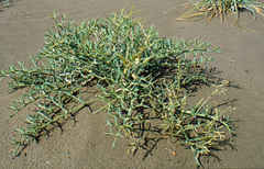 Echinophora spinosa