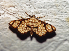 Hileithia obliqualis