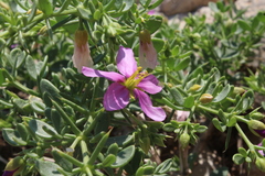 Fagonia mollis