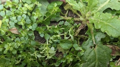 Callitriche japonica