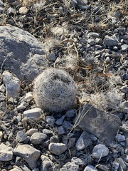 Escobaria chlorantha