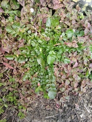 Nasturtium officinale