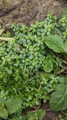 Callitriche japonica