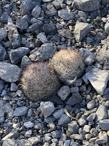 Pelecyphora dasyacantha