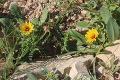 Reichardia tingitana