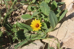 Reichardia tingitana