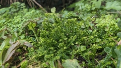 Selaginella nipponica