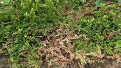 Selaginella nipponica