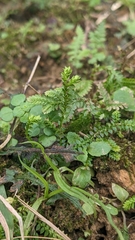 Selaginella nipponica