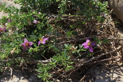 Fagonia mollis