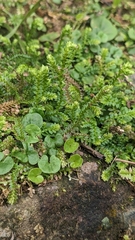 Selaginella nipponica