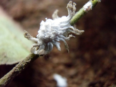Coccoidea